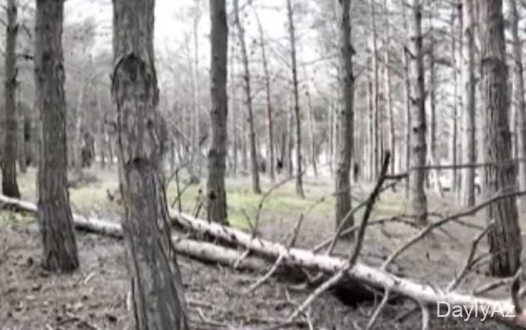 Biləcəridə meşə məhv olur, 8 aydır tədbir görən yoxdur… 
							 – Video