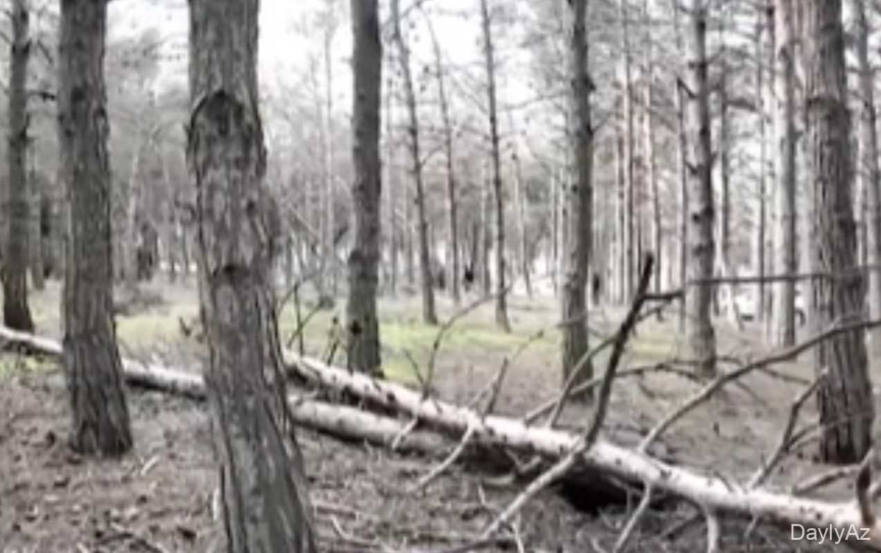 Biləcəridə meşə məhv olur, 8 aydır tədbir görən yoxdur… 
							 – Video