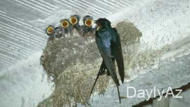 qaranqus haqqinda melumat