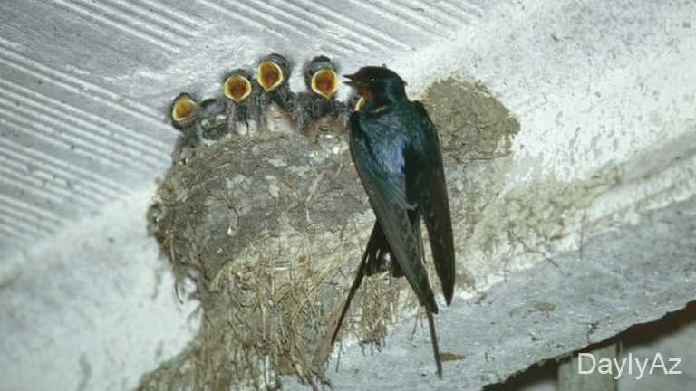 Qaranquş – Biologiyası, Yaşayış Mühiti və Qidalanması | Təbiət Məlumatları