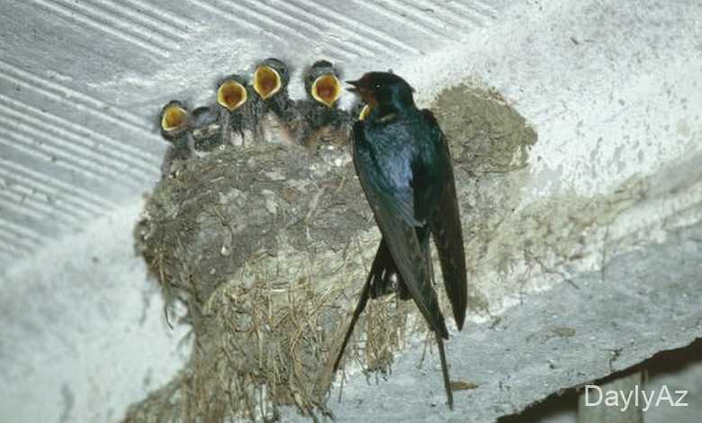 qaranqus haqqinda melumat