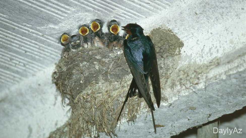 Qaranquş – Biologiyası, Yaşayış Mühiti və Qidalanması | Təbiət Məlumatları