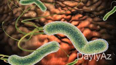 mikroorqanizmlər haqqinda melumat