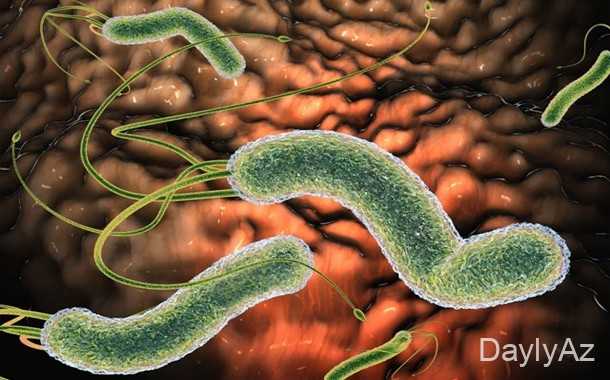 mikroorqanizmlər haqqinda melumat