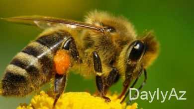 ari haqqinda melumat