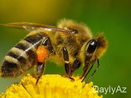 ari haqqinda melumat