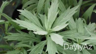 yovşan bitkisi haqqinda melumat