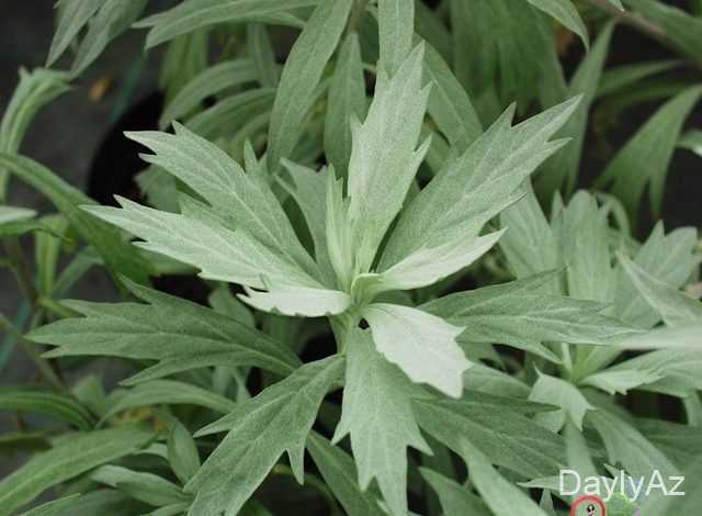 yovşan bitkisi haqqinda melumat