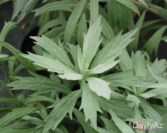 Yovşan Bitkisi: Faydaları, İstifadəsi və Yetişdirilməsi | Təbii Sağlamlıq