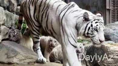 peleng haqqinda melumat