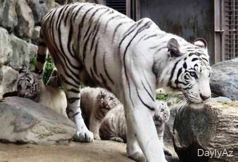 Pələng Nədir? | Növləri və Yaşayış Mühiti