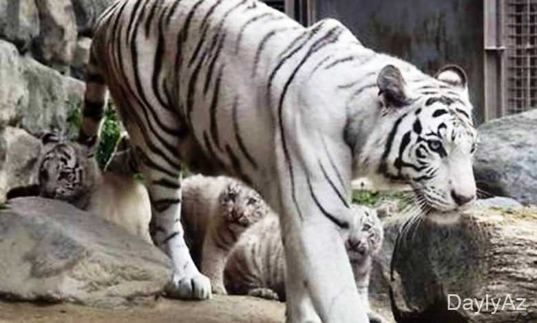 peleng haqqinda melumat