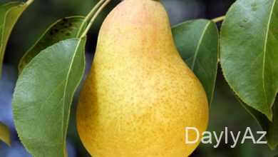 armud haqqinda melumat