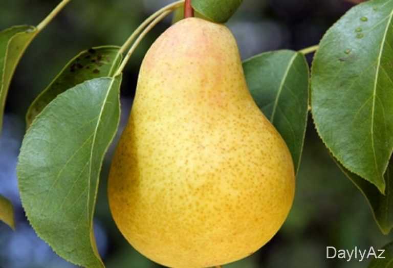 Armud Haqqında Məlumat – Faydaları, Növləri və Qida Dəyəri