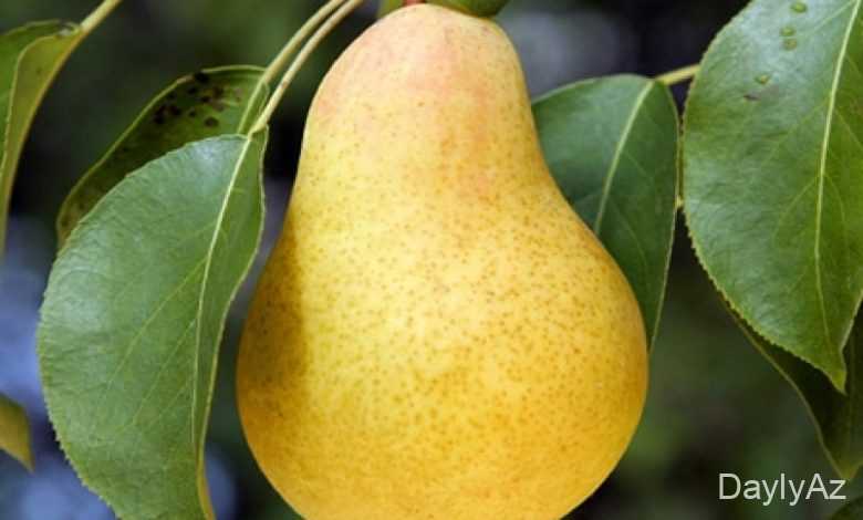 armud haqqinda melumat