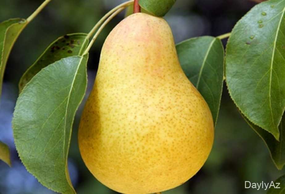Armud Haqqında Məlumat – Faydaları, Növləri və Qida Dəyəri