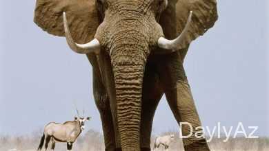 fil haqqinda melumat