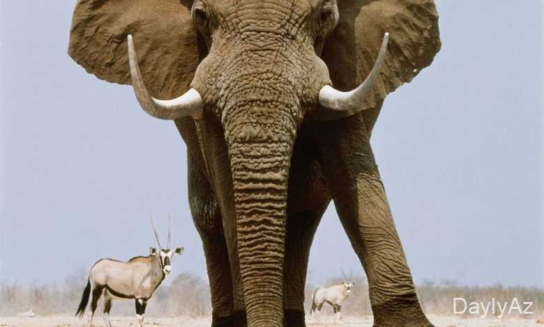 fil haqqinda melumat