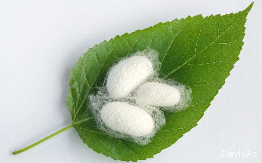 Barama Qurdu və İpək İstehsalı: Tarixi, Biologiyası və Yetişdirilməsi