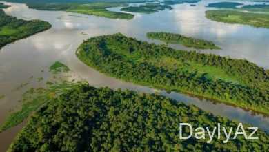 nil cayi haqqinda melumat