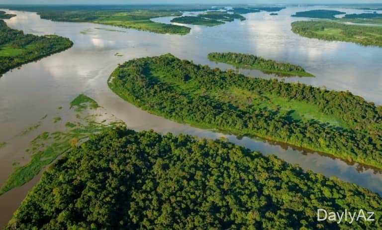 nil cayi haqqinda melumat