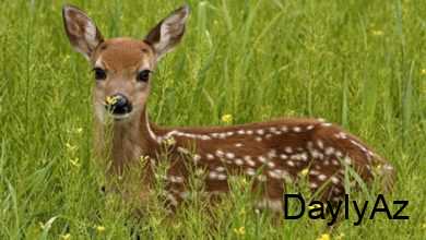 nesli kesilmekde olan heyvanlar haqqinda melumat