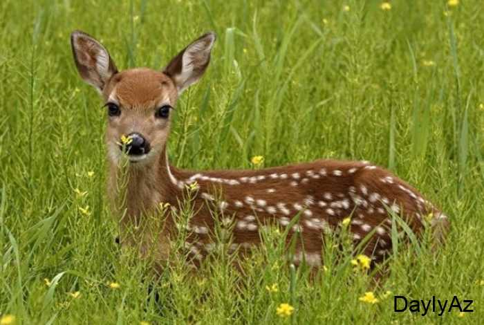 nesli kesilmekde olan heyvanlar haqqinda melumat