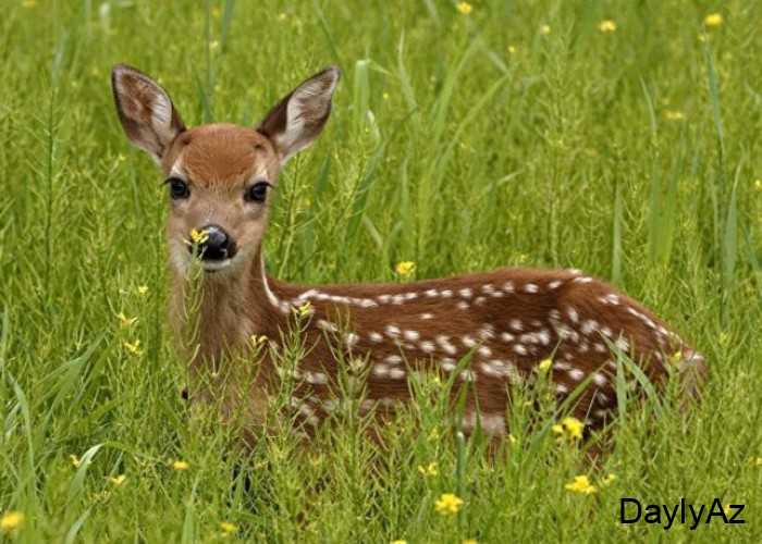Nəsli Kəsilməkdə Olan Heyvanlar | Səbəblər, Nümunələr və Qorunma Yolları