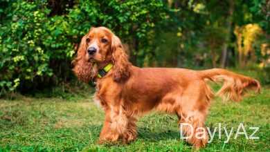 ev itleri haqqinda melumat