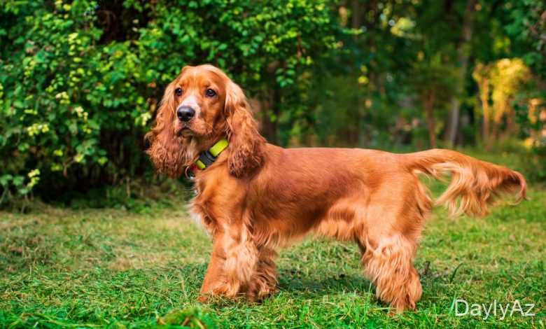 ev itleri haqqinda melumat