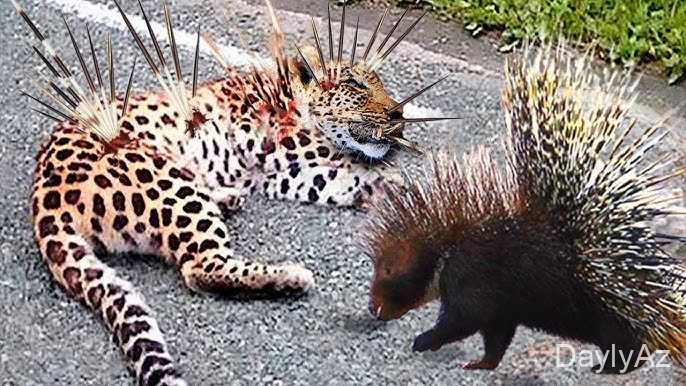 kirpi haqqinda melumat