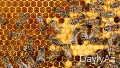 ari pətəyi haqqinda melumat