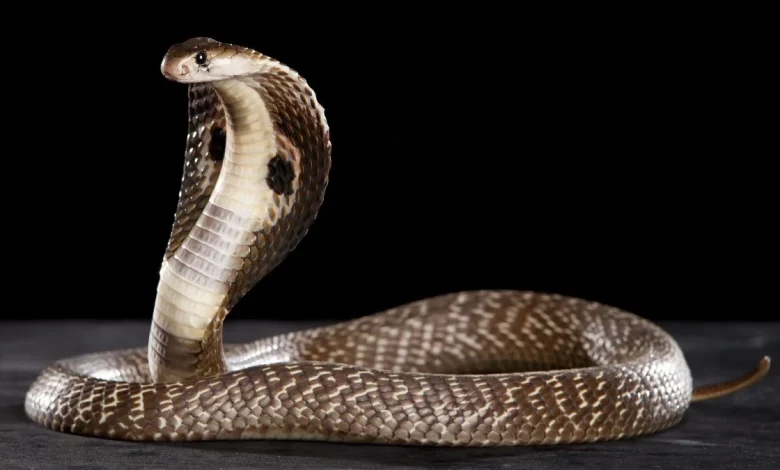 ilan haqqinda melumat