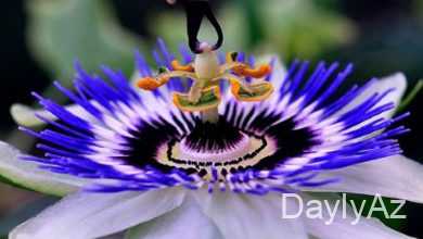 guller haqqinda melumat