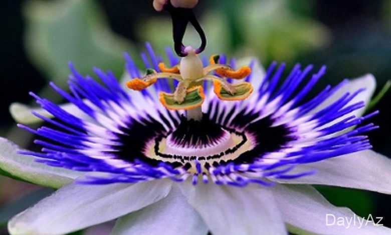 guller haqqinda melumat