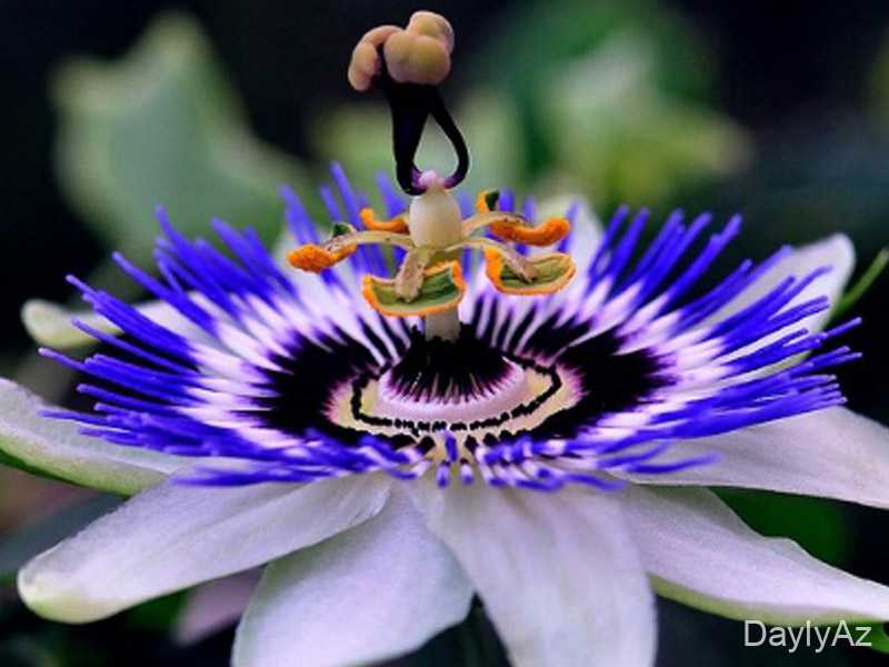 Guller haqqinda melumat | Növləri, Baxımı və Faydaları