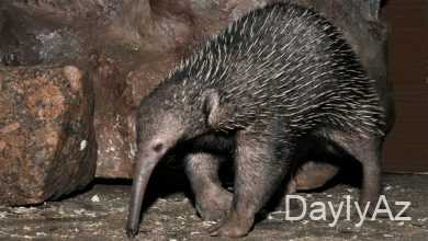 nesli kesilmis heyvanlar haqqinda melumat