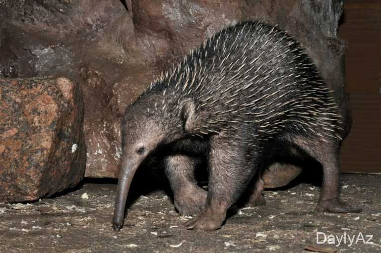 Nəsli Kəsilmiş Heyvanlar – Tarixi, Səbəbləri və Qorunma Yolları