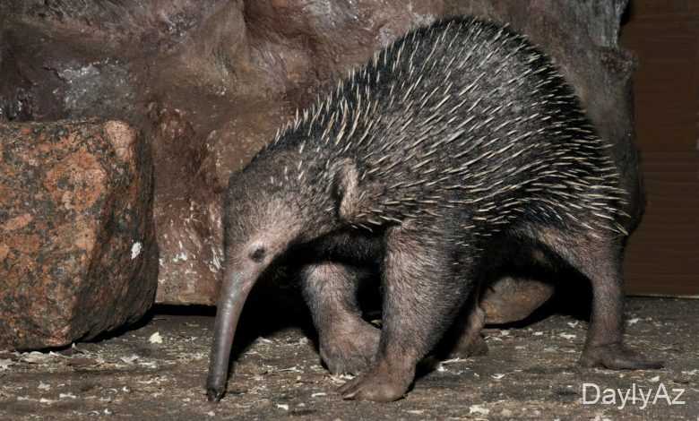 nesli kesilmis heyvanlar haqqinda melumat