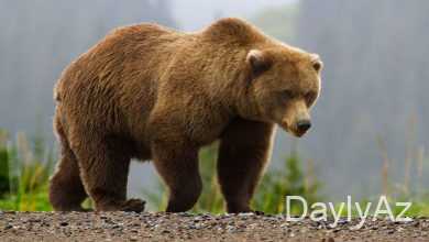 qonur ayi haqqinda melumat