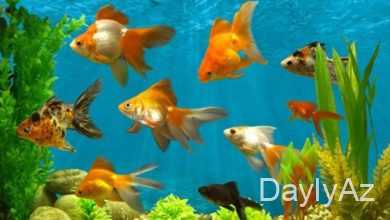 akvarium baliqlari haqqinda melumat