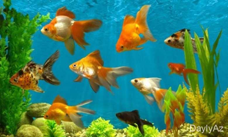 akvarium baliqlari haqqinda melumat