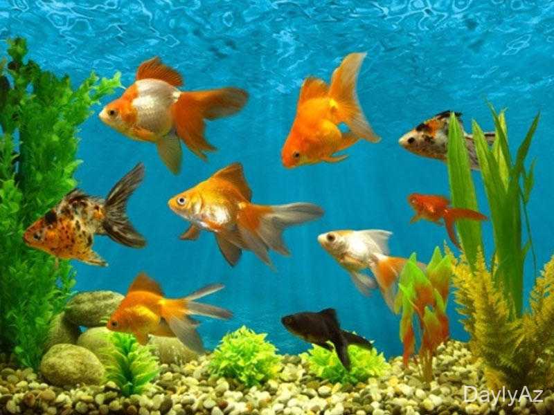 Akvarium Baliqları: Ev Akvariumu Üçün Tam Bələdçi və Baxım Tövsiyələri