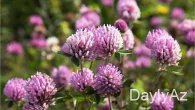 yonca haqqinda melumat