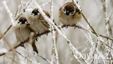 serce haqqinda melumat