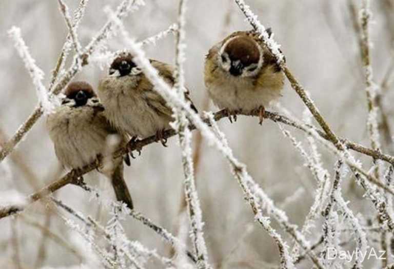 Serçələr haqqında Ətraflı Məlumat | Ev və Dağ Serçələri, Qidalanma və Davranış
