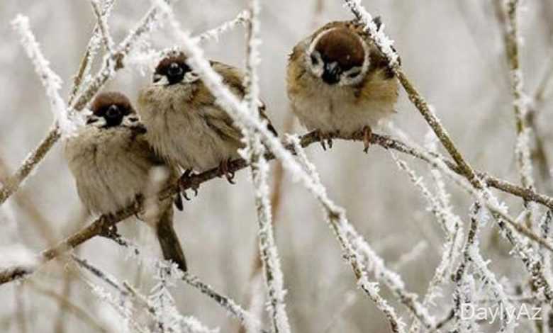 serce haqqinda melumat