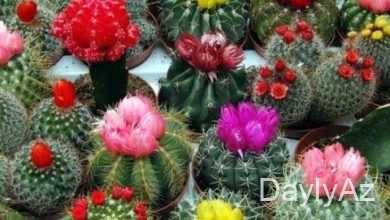 kaktus haqqinda melumat