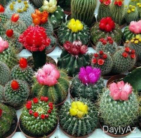 kaktus haqqinda melumat