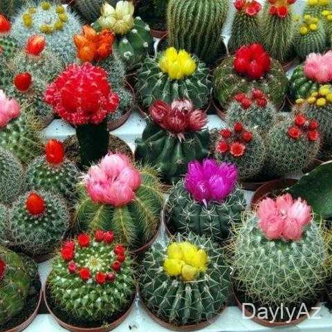 Kaktuslar: Ev Bitkisi, Növləri, Baxımı və Dekorativ İstifadəsi